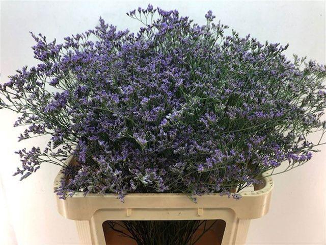 <h4>Lim Maine Blue</h4>