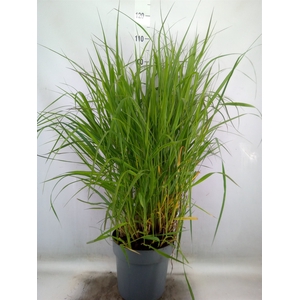 Panicum virgatum 'Warrior'
