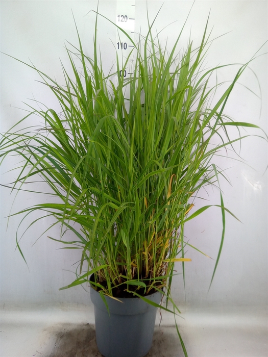 <h4>Panicum virgatum 'Warrior'</h4>