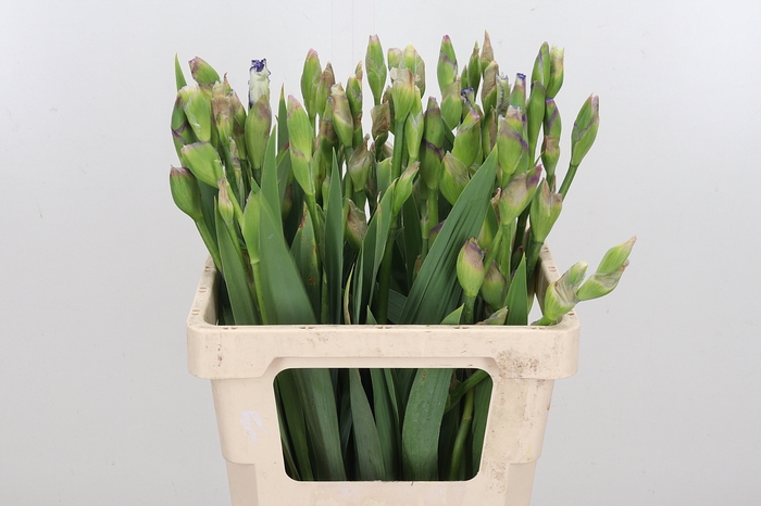 <h4>Iris Buiten</h4>