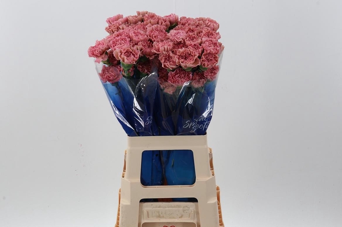 <h4>Di St Lege Pink Hi</h4>