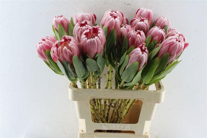 <h4>PROTEA CARNIVAL</h4>