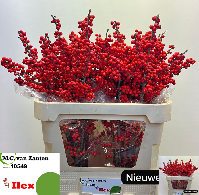 <h4>ILEX VE RODE BES</h4>