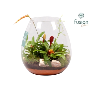 Green Bottle Abby XLarge met Bromelia