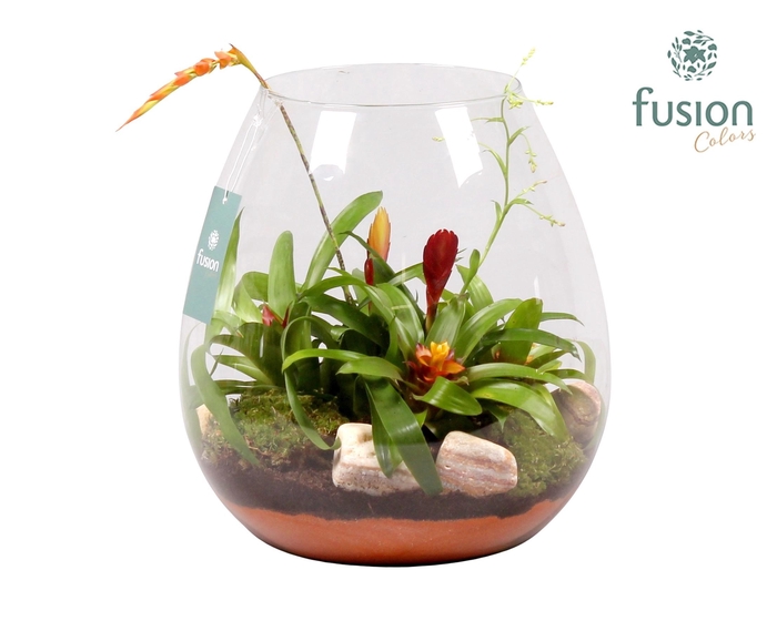 <h4>Green Bottle Abby XLarge met Bromelia</h4>