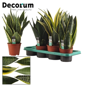 Sansevieria Super mix 14 cm (Decorum)