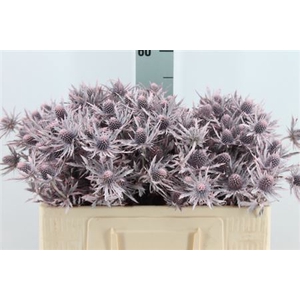 Eryngium Klb Frosted Pink X60