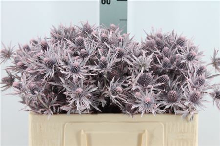 <h4>Eryngium Klb Frosted Pink X60</h4>