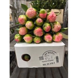Paeonia Kingsday