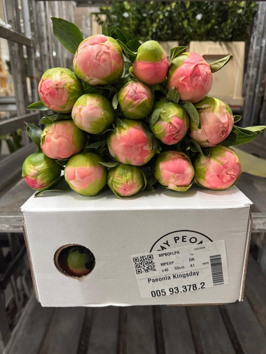 <h4>Paeonia Kingsday</h4>