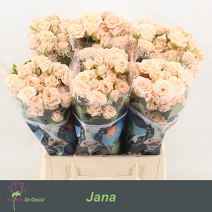 R Tr Jana
