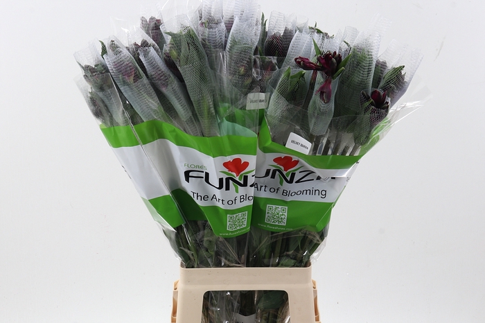 <h4>Alstr Velvet Queen   Fu (ALHPF)</h4>