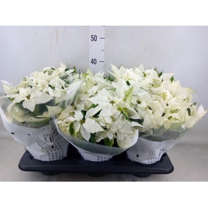 Euphorbia pulc. 'Princ White'