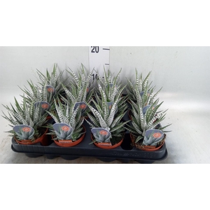 Haworthia fasciata 'Alba'