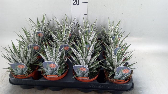 <h4>Haworthia fasciata 'Alba'</h4>