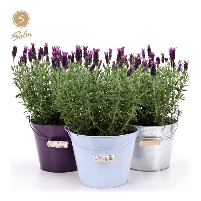 <h4>Lavandula st. 'Anouk'® Collection P19 in Zinc Mix</h4>