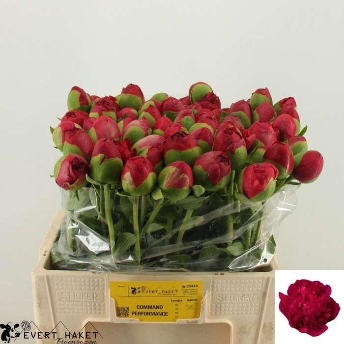 <h4>PAEO COM PERFORMANCE</h4>