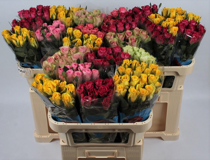 <h4>R KL GEM IN FUST</h4>