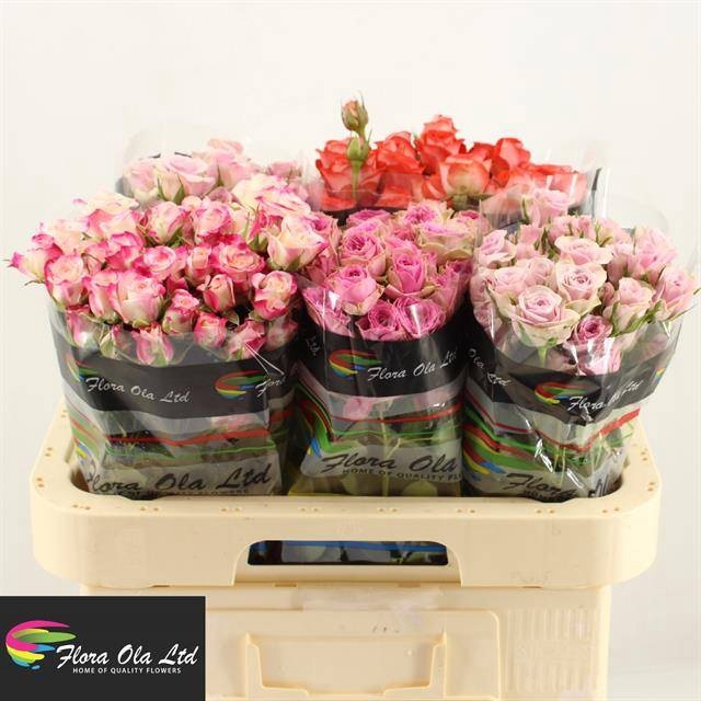<h4>R Tr Mix X50 Flora Ola</h4>