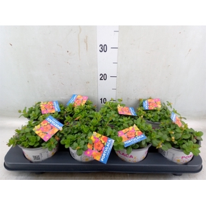 Portulaca   ...mix in pot