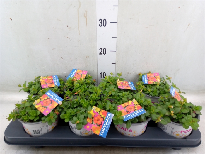 <h4>Portulaca   ...mix in pot</h4>