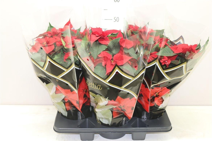 <h4>Euphorbia P Bush Chr Feelings Red 12+</h4>