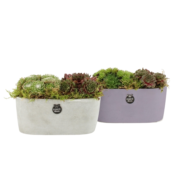 <h4>41471: Outdoor autumn arrangement</h4>