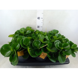 Peperomia obt. 'Green Gold'