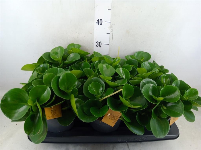 <h4>Peperomia obt. 'Green Gold'</h4>