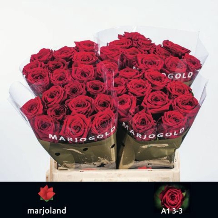 <h4>RS GR RED NAOMI R GR RED NAOMI! 3-3</h4>