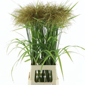 Miscanthus Nepalensis