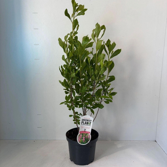 Clethra alnifolia