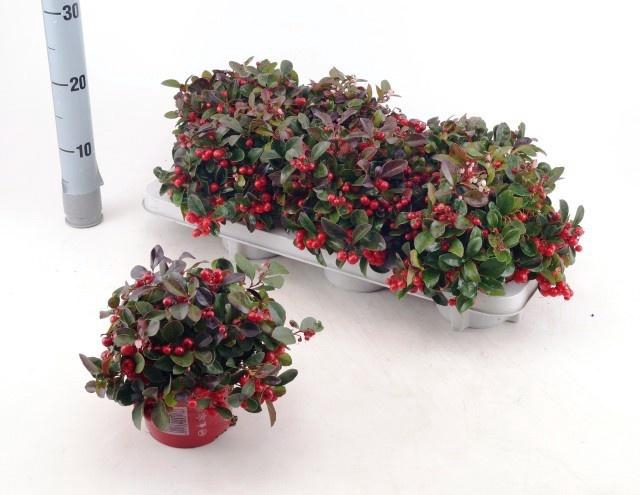 <h4>GAULTH PROCUMBENS</h4>