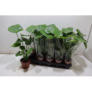 arr8 Monstera Ov
