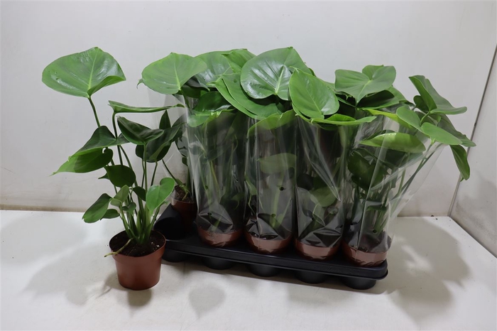 <h4>arr8 Monstera Ov</h4>