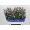 Aster Claudia