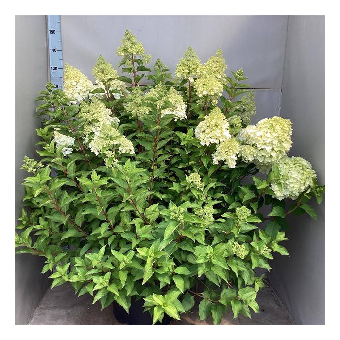 <h4>Hydrangea paniculata 45Ø 130cm 50fl</h4>