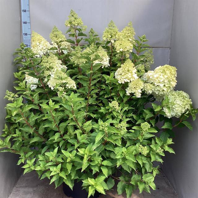 Hydrangea paniculata 45Ø 130cm 50fl