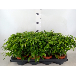 Ficus benja. 'Green Kinky'