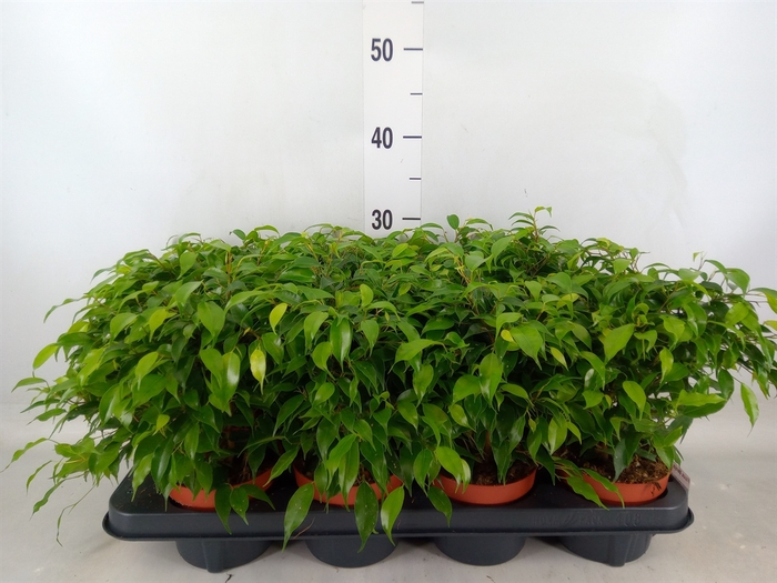 <h4>Ficus benja. 'Green Kinky'</h4>