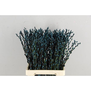 Salix Snowflake 70cm Turquois