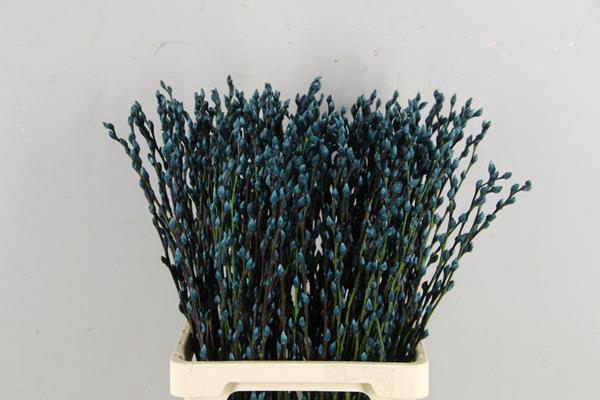 <h4>Salix Snowflake 70cm Turquois</h4>