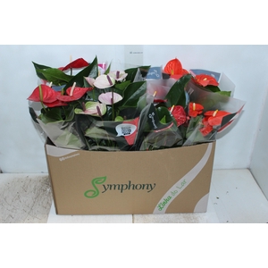ANTHURIUM VARIADO P15