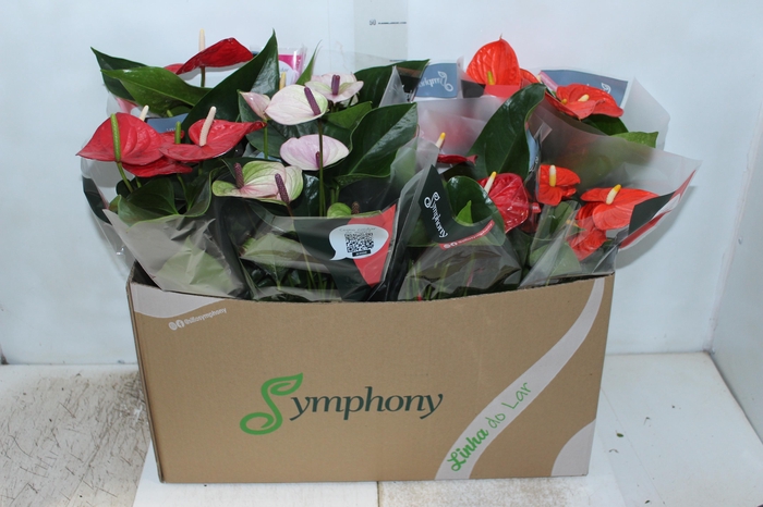 <h4>ANTHURIUM VARIADO P15</h4>
