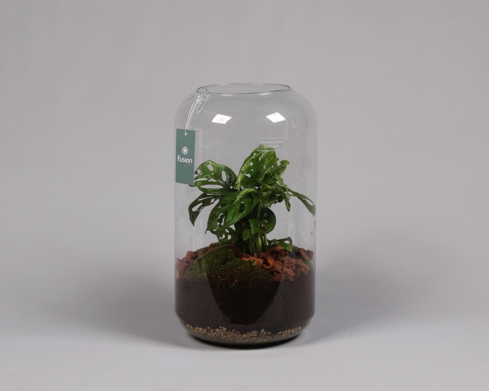 <h4>Green Bottle Isabella Large met Skindapsus</h4>