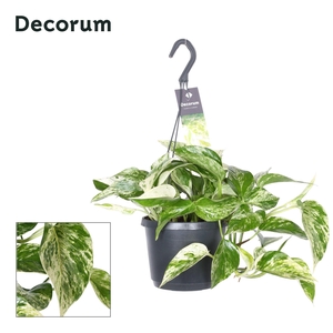 EPIPR MAR QUEEN HANG