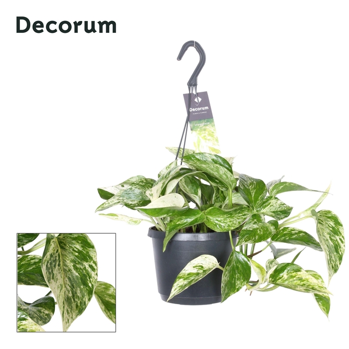 <h4>EPIPR MAR QUEEN HANG</h4>