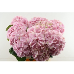 Hydr M Verena Pink 65-20