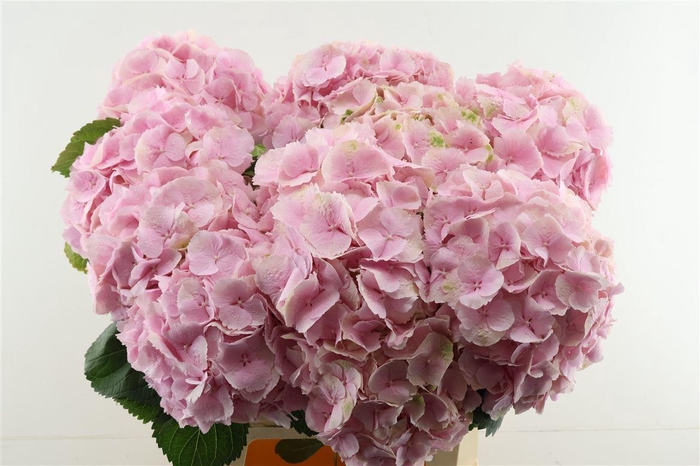 <h4>Hydr M Verena Pink 65-20</h4>