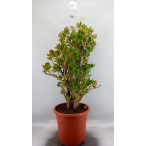 Crassula ovata